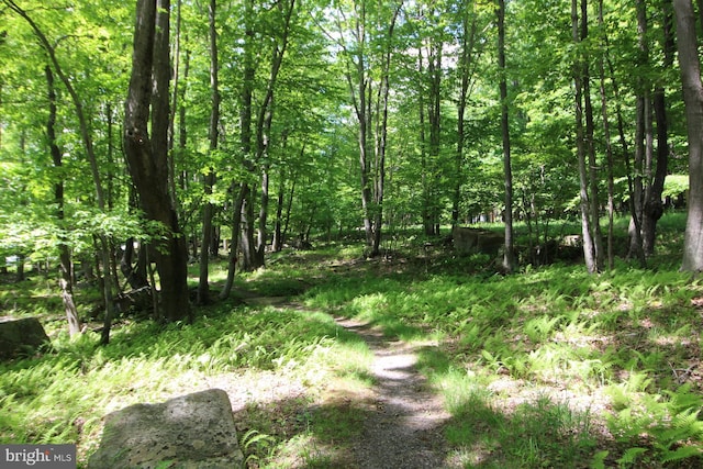 view of local wilderness