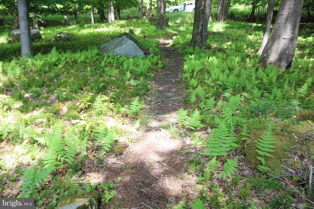 view of local wilderness