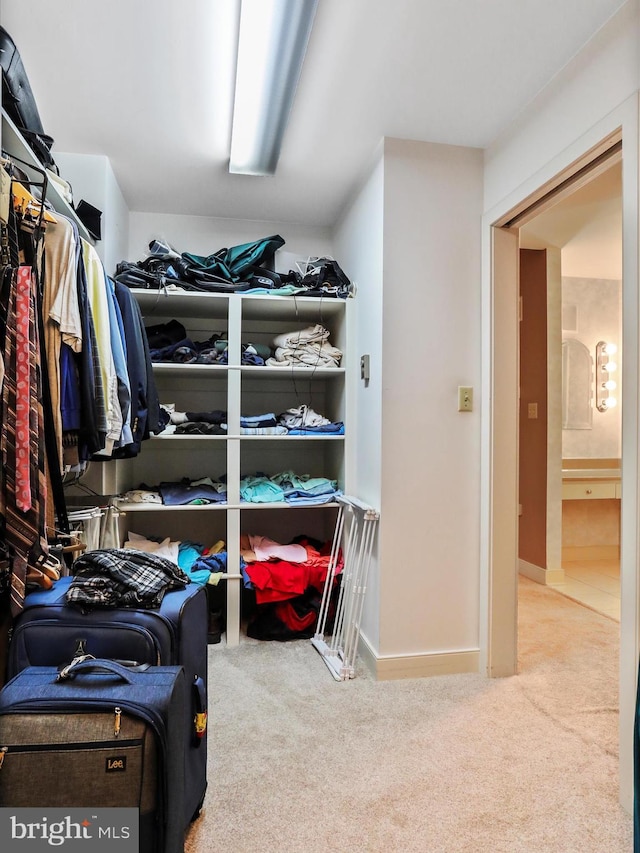 spacious closet featuring carpet flooring