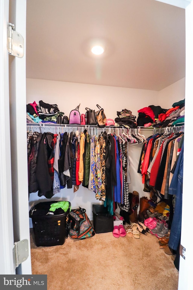 spacious closet featuring carpet flooring