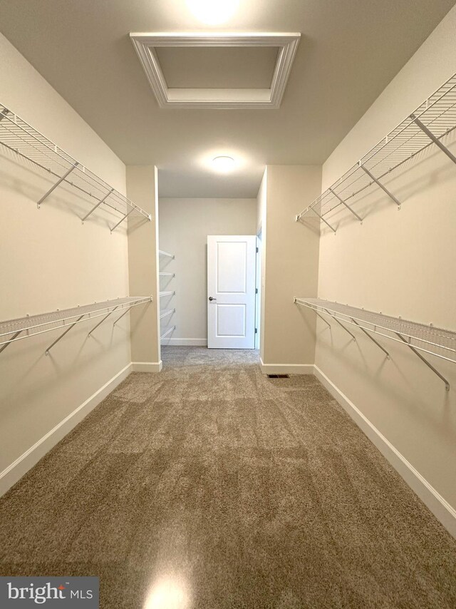 walk in closet featuring carpet flooring