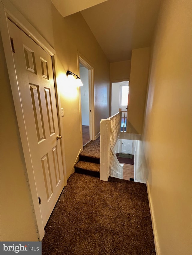 stairs with carpet flooring