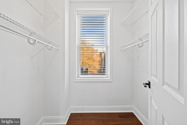 spacious closet featuring dark wood-type flooring