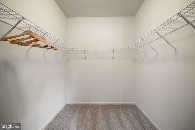 walk in closet featuring carpet floors