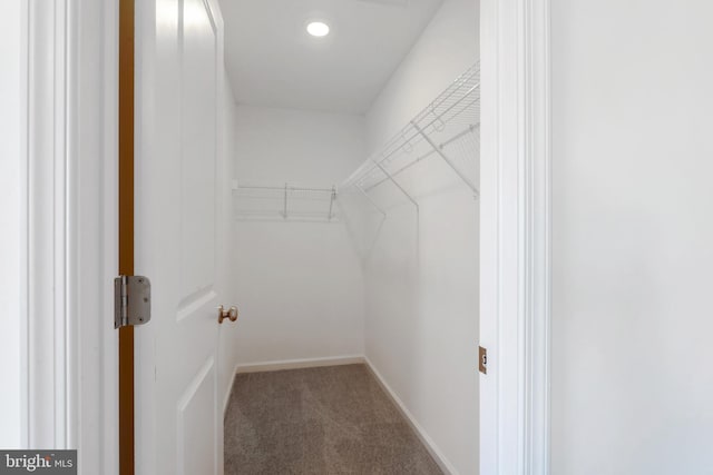 walk in closet with carpet flooring