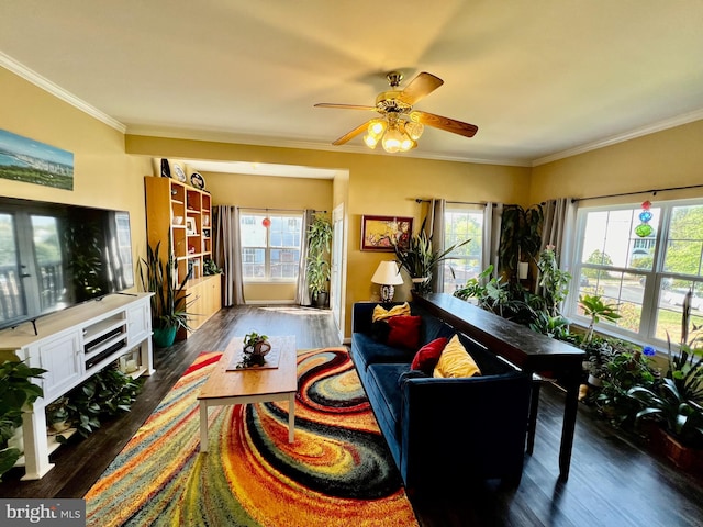 living room featuring ceiling fan, dark hardwood / wood-style floors, and crown molding