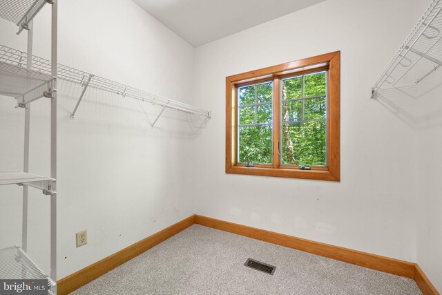 walk in closet featuring carpet floors