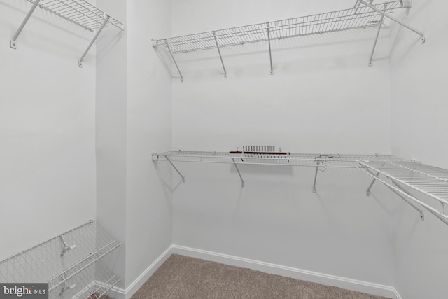 walk in closet featuring carpet flooring