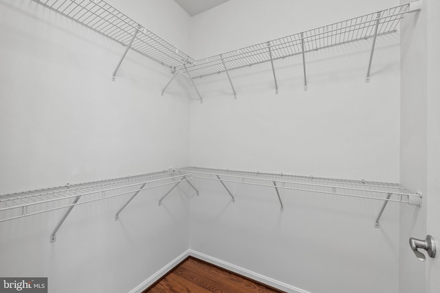 spacious closet featuring dark hardwood / wood-style flooring