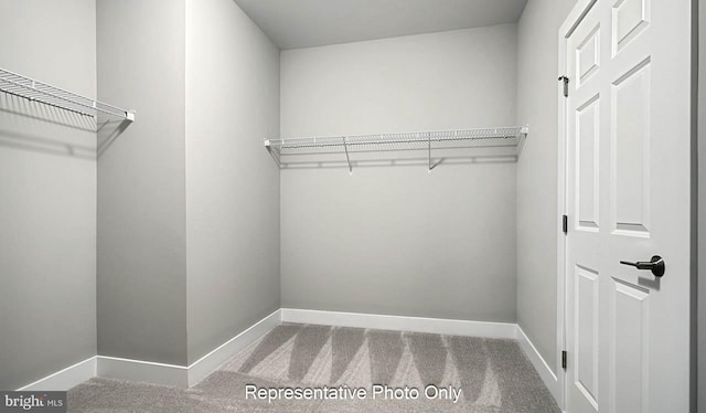 walk in closet featuring carpet flooring