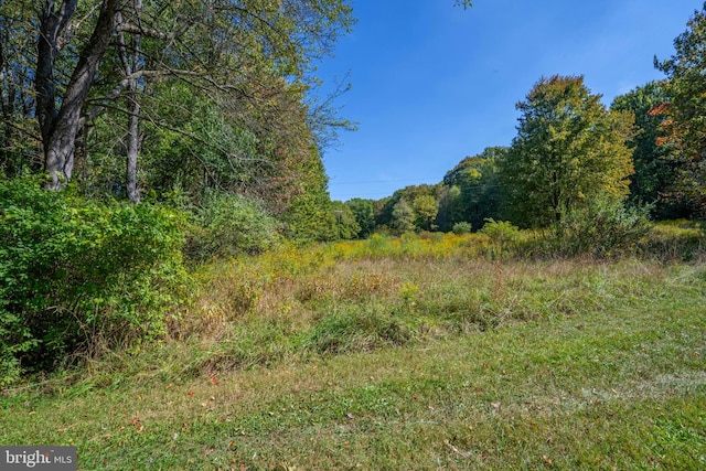 view of local wilderness