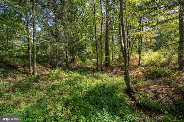 view of local wilderness