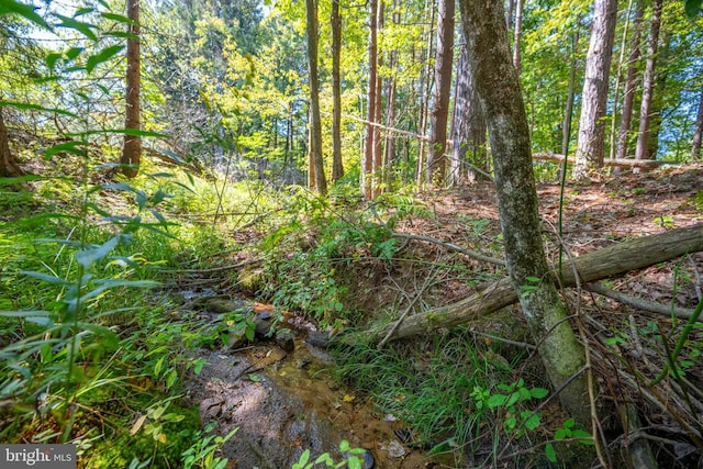 view of local wilderness