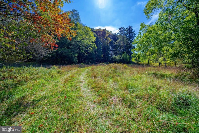 view of local wilderness