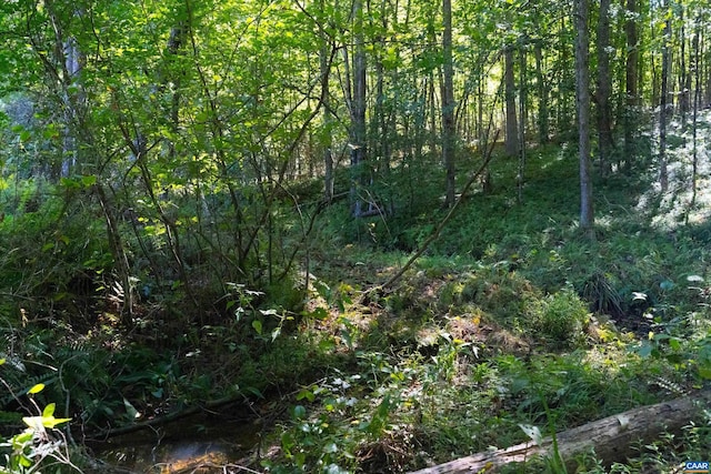 view of local wilderness