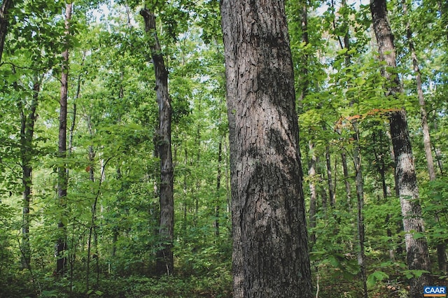 view of local wilderness