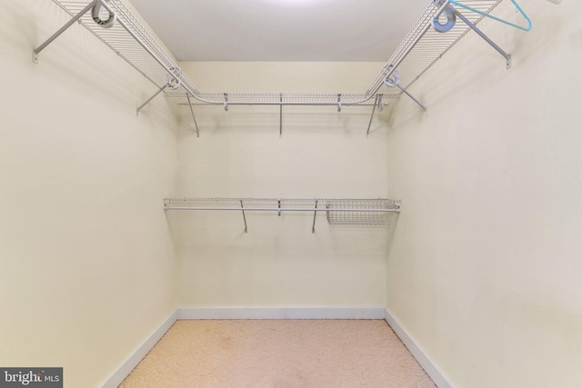 walk in closet featuring carpet flooring