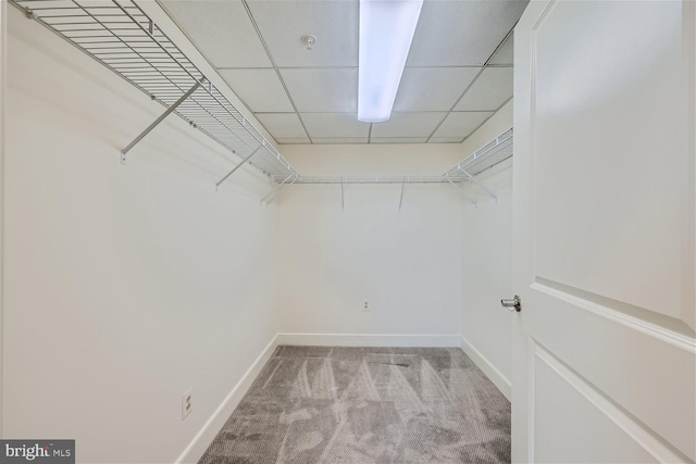 walk in closet featuring light carpet and a drop ceiling