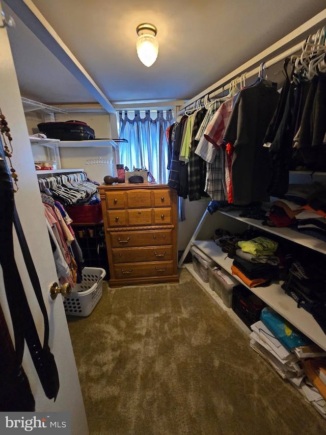 spacious closet with carpet flooring