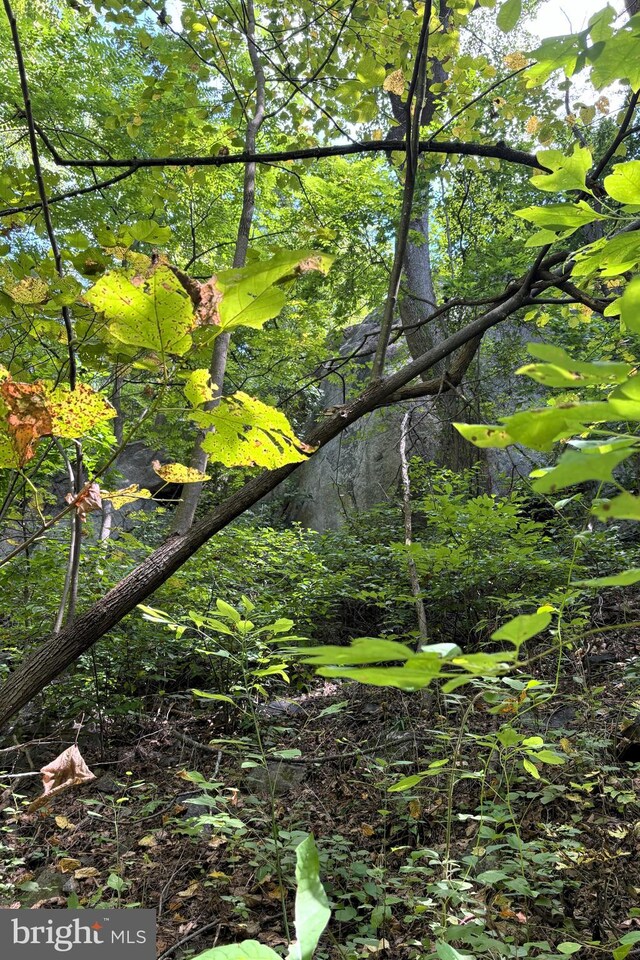 view of local wilderness