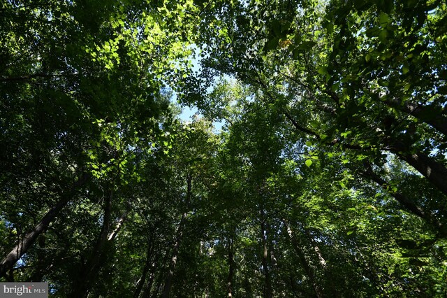 view of local wilderness