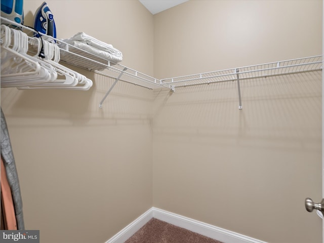 walk in closet with carpet floors