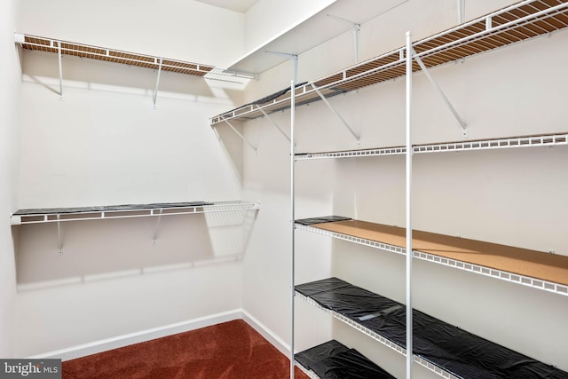 walk in closet with carpet floors