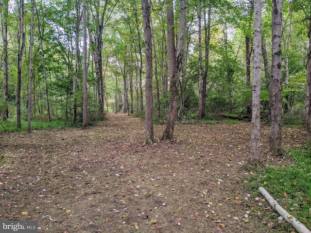 view of local wilderness