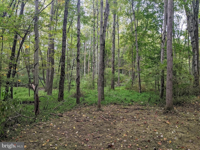 view of local wilderness