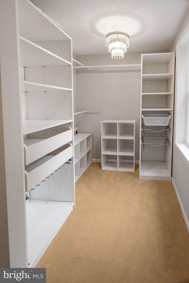 walk in closet featuring an inviting chandelier and carpet