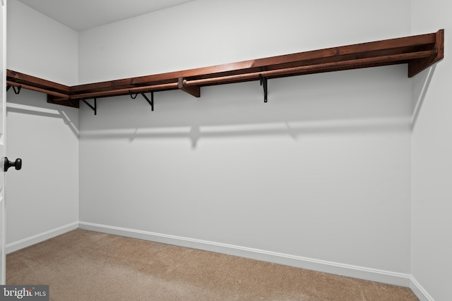 spacious closet featuring carpet flooring