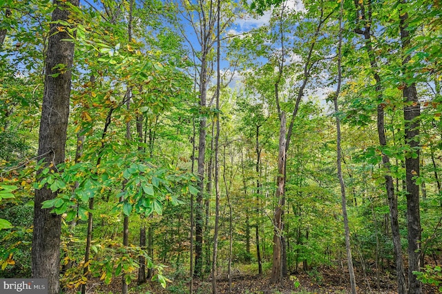 view of local wilderness