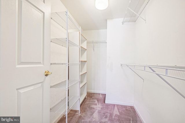 walk in closet with light carpet