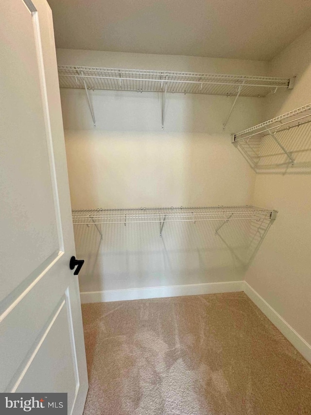 walk in closet with carpet floors