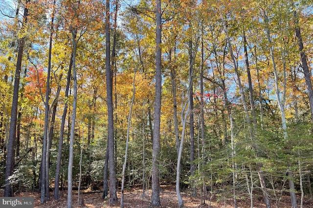 view of local wilderness