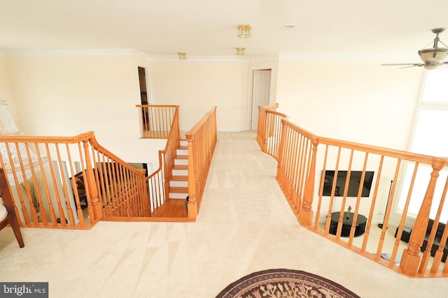 stairs with carpet and ornamental molding