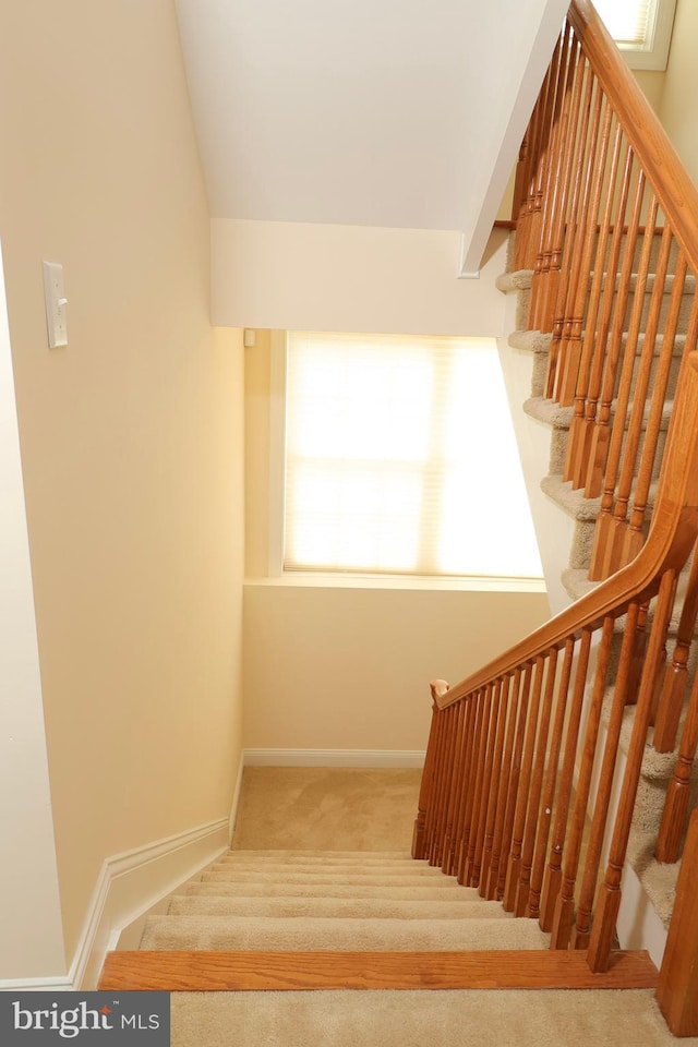 staircase with carpet floors