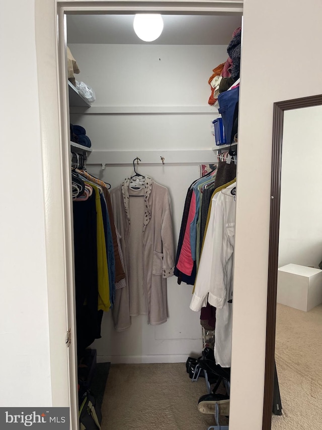 walk in closet featuring carpet flooring