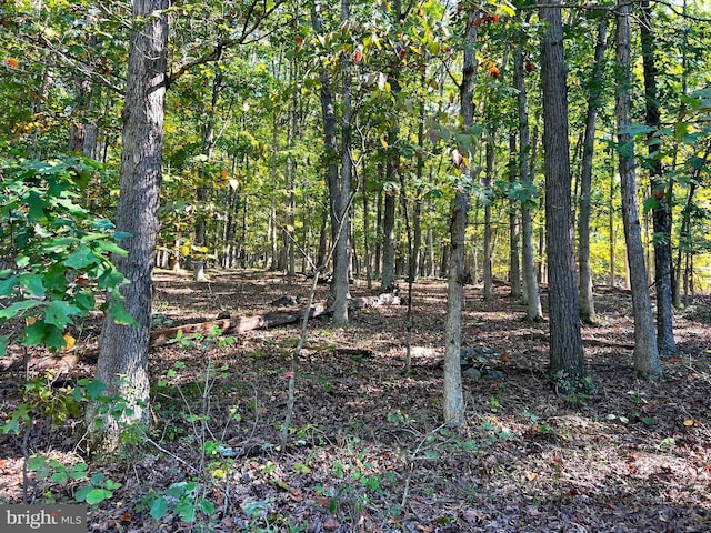 1604 High Knob Rd, Old Fields, WV 26845 - view of wooded area
