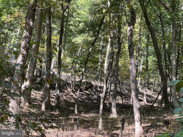 1604 High Knob Rd, Old Fields, WV 26845 - view of woods