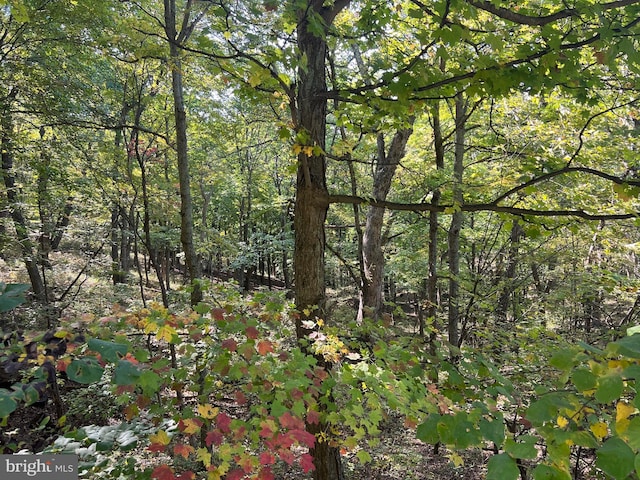 1604 High Knob Rd, Old Fields, WV 26845 - view of tree filled area