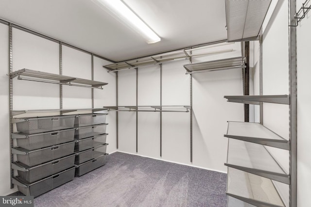 spacious closet featuring dark colored carpet