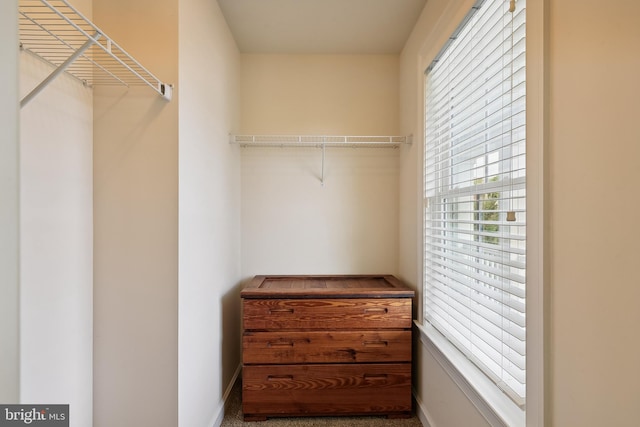 spacious closet with carpet