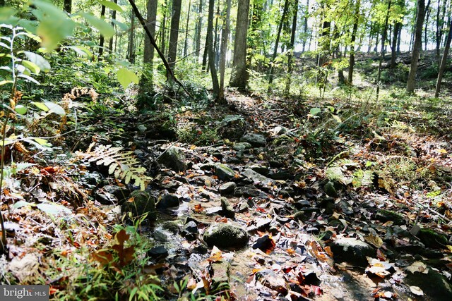 view of local wilderness