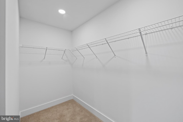 walk in closet featuring carpet floors