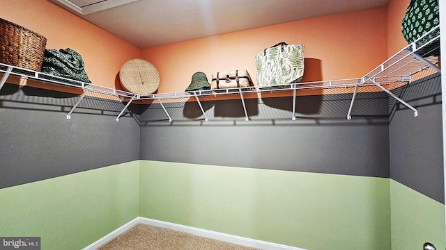 walk in closet featuring carpet floors