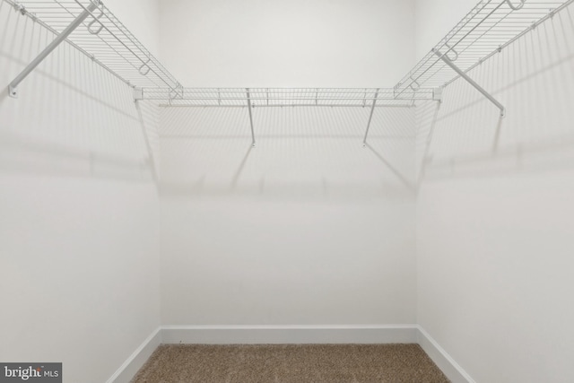 walk in closet with carpet flooring
