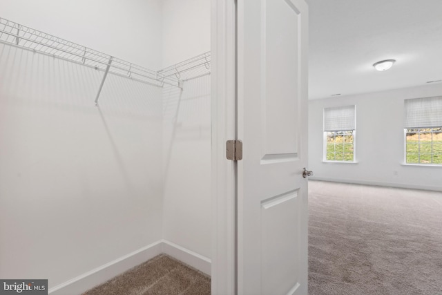 spacious closet featuring carpet floors