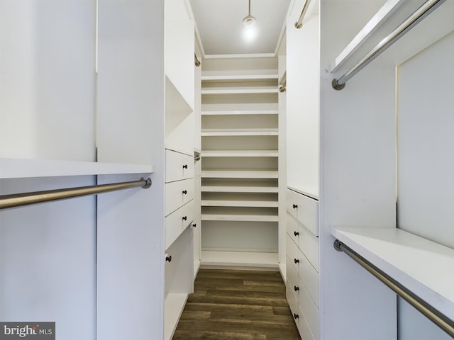 walk in closet with dark hardwood / wood-style floors