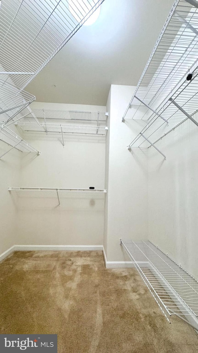 spacious closet featuring carpet flooring